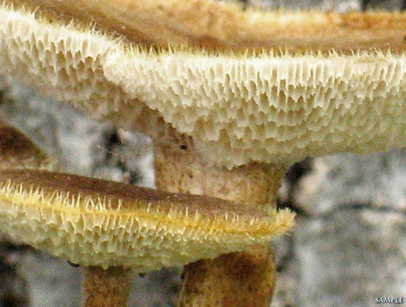 Polyporus tuberaster